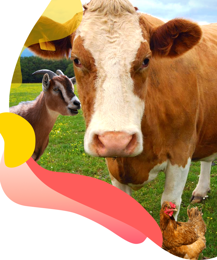 vet-home-banner