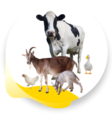 vet-medicine-group